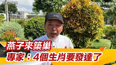 燕子飛進家裡怎麼辦|燕子築巢＝風水寶地 民俗專家：這「4個生肖」準備在。